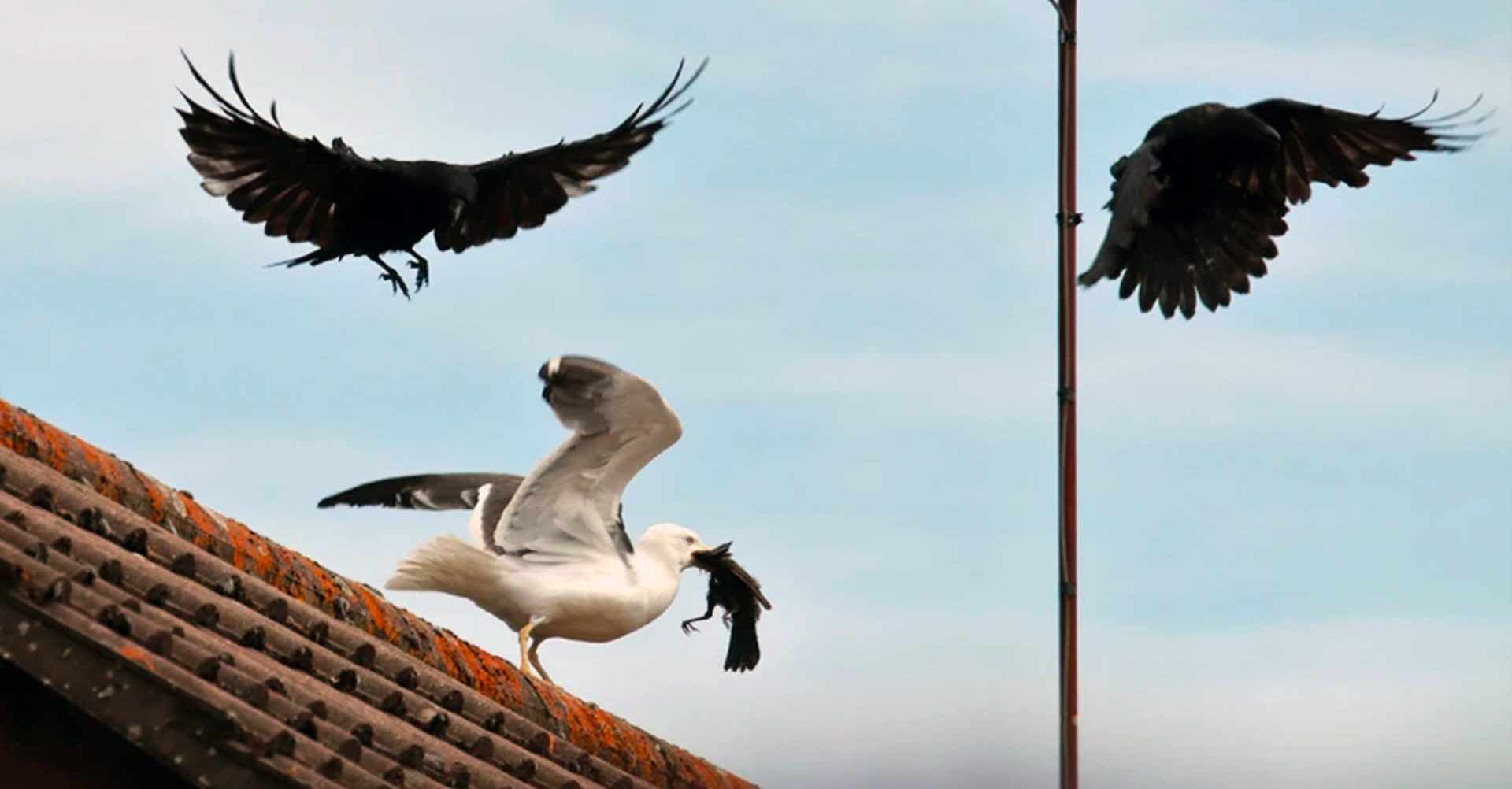 Seagull snatches baby crow in its beak as adult birds 'go berserk' trying to save the youngster