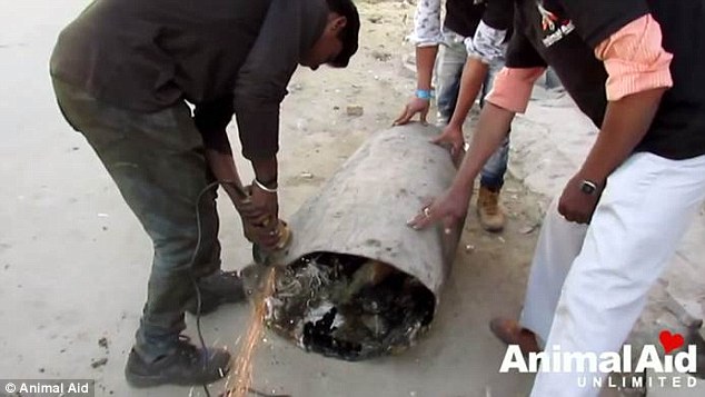 The rescue team from Animal Aid Unlimited could not move her and had to cut open the barrel