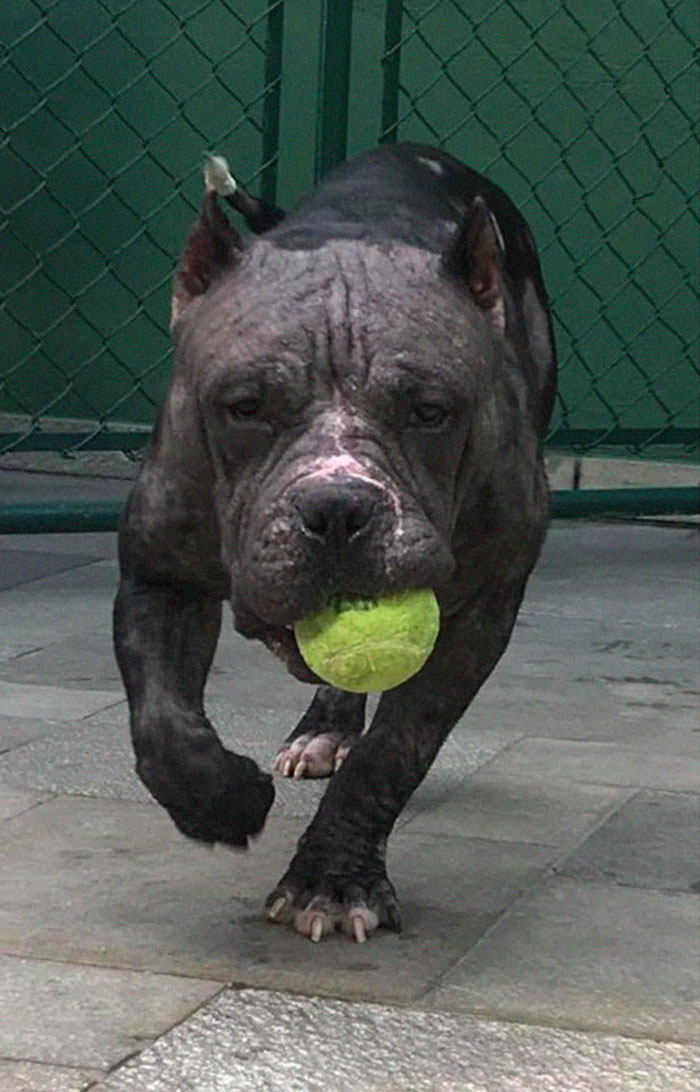 This Abandoned Pit Bull Was Certain To Die Alone, But Then This Good-Willed Man Found Her (20 Pics)